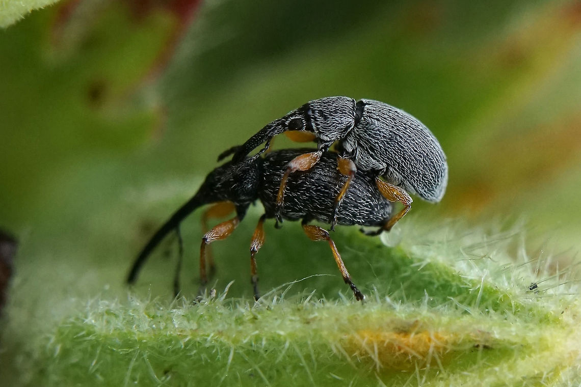 Rhopalapion longirostre (Olivier, 1807) 4 mm long Apionidae,Brentidae,France,Geotagged,Hollyhock Weevil,Rhopalapion longirostre,Spring