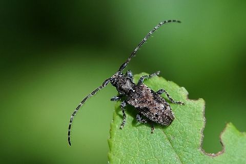Pogonocherus ovatus (Goeze, 1777) 5.5 mm long, very small long horn France,Geotagged,Pogonocherus ovatus,Spring,cerambycidae