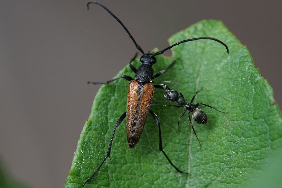 Stenurella melanura (Linnaeus, 1758) 11 mm long, the ant insisted to be on the photo... France,Geotagged,Spring,Stenurella melanura