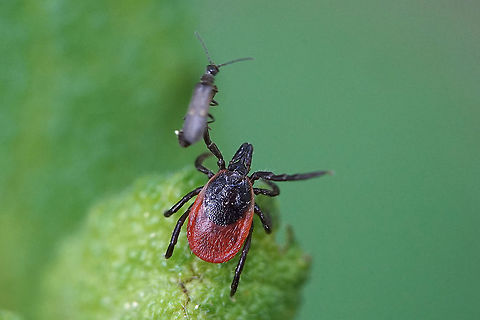 Ixodes ricinus (Linnaeus, 1758) This tick was praying for a prey to come when, all of the sudden, a small Cantharidae (Malthininae) ruined his plan using his hooked leg as a perch to rest.  France,Geotagged,Ixodes ricinus,Spring