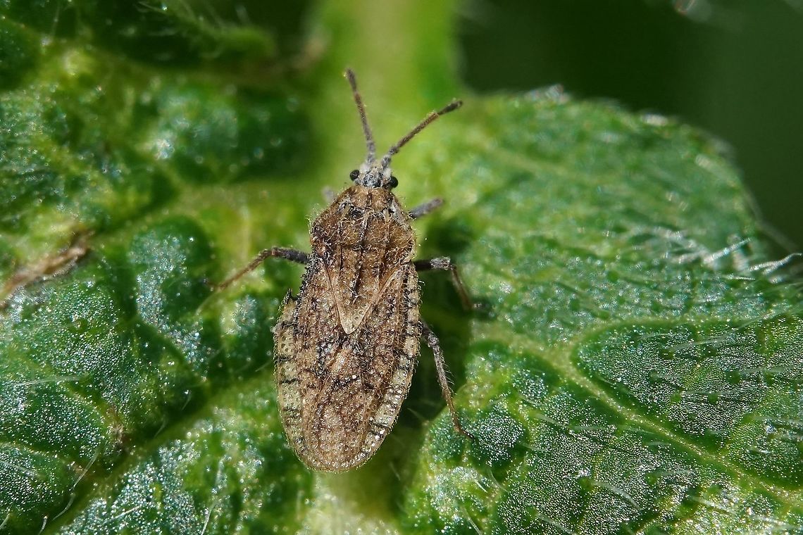 Tingis pilosa Hummel, 1825 3.5 mm long France,Geotagged,Spring,Tingis pilosa,heteroptera