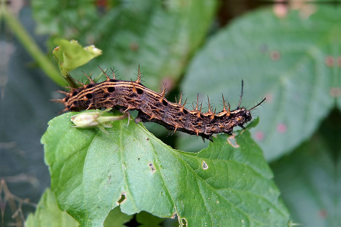 Argynnis paphia (Linnaeus, 1758) 45 mm long caterpillar busy eating violet leaves Argynnis paphia,France,Geotagged,Silver-washed Fritillary,Spring