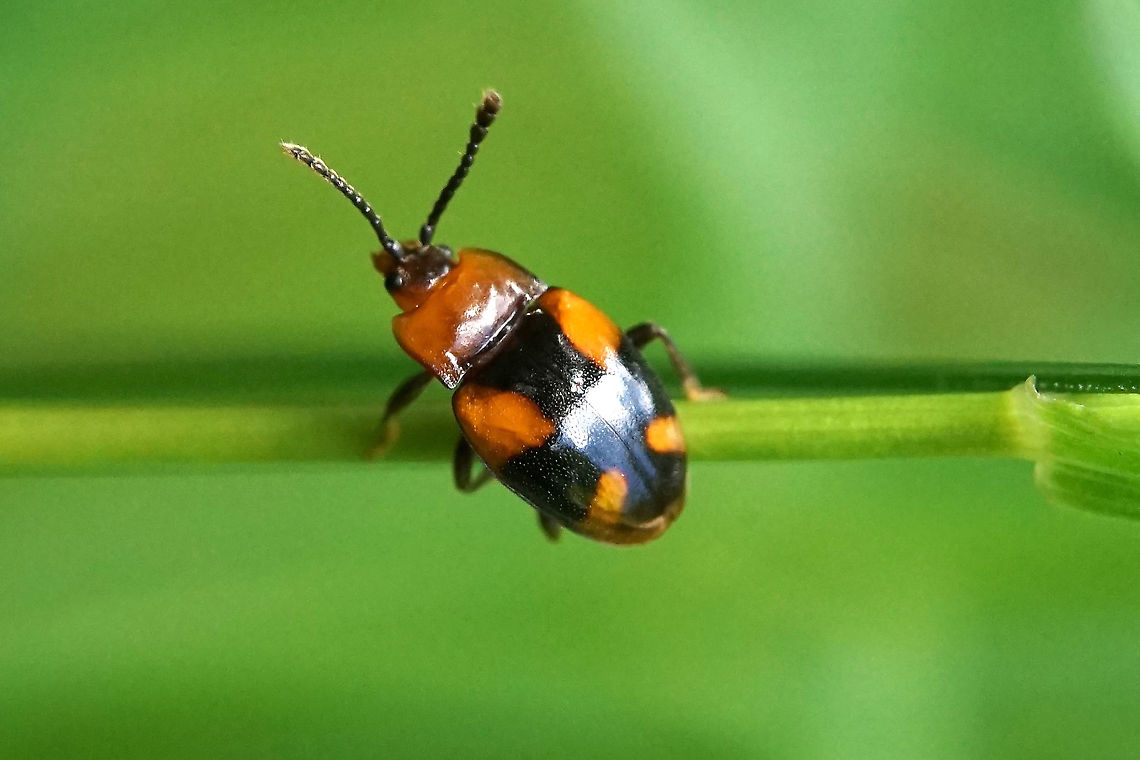 Mycetina cruciata (Schaller,1783) 3.5 mm long Endomychidae,France,Geotagged,Lycoperdininae,Mycetina cruciata,Spring