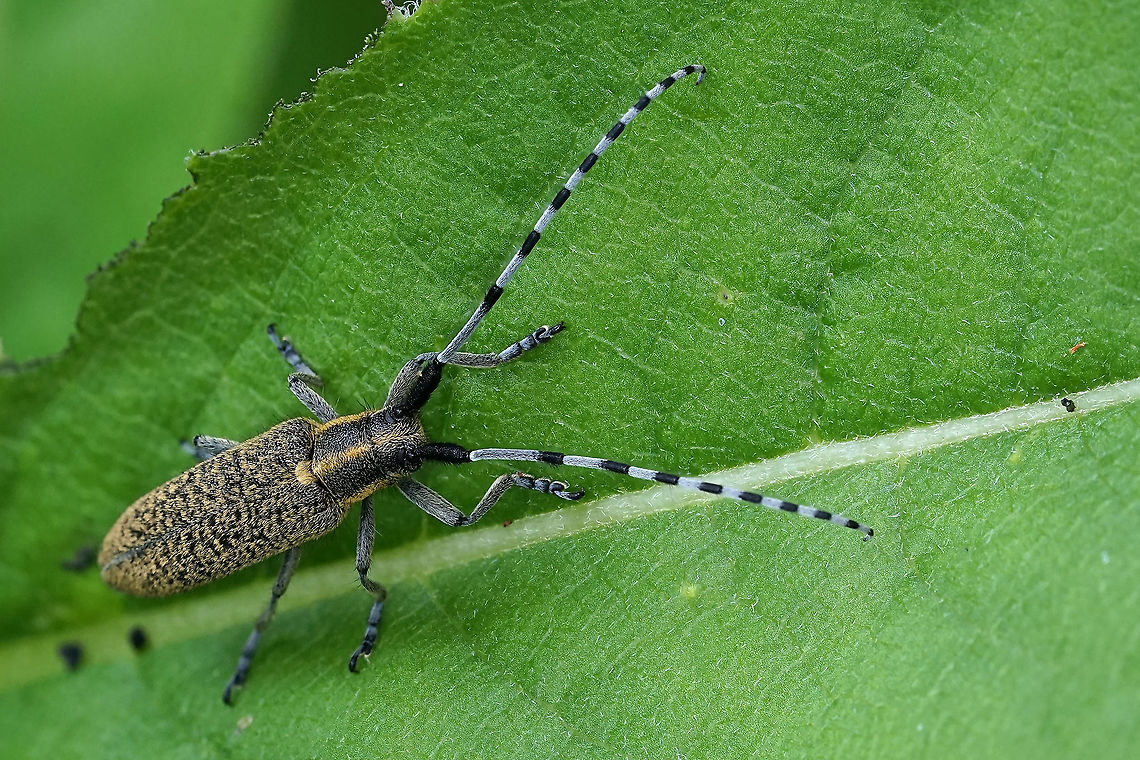 Agapanthia villosoviridescens (De Geer, 1775) 18 mm long Agapanthia villosoviridescens,France,Geotagged,Golden-bloomed grey longhorn beetle,Spring