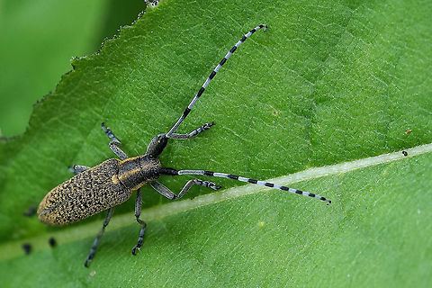 Agapanthia villosoviridescens (De Geer, 1775) 18 mm long Agapanthia villosoviridescens,France,Geotagged,Golden-bloomed grey longhorn beetle,Spring