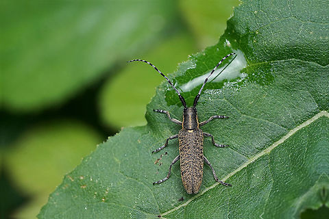 Agapanthia villosoviridescens (De Geer, 1775) 18 mm long Agapanthia villosoviridescens,France,Geotagged,Golden-bloomed grey longhorn beetle,Spring