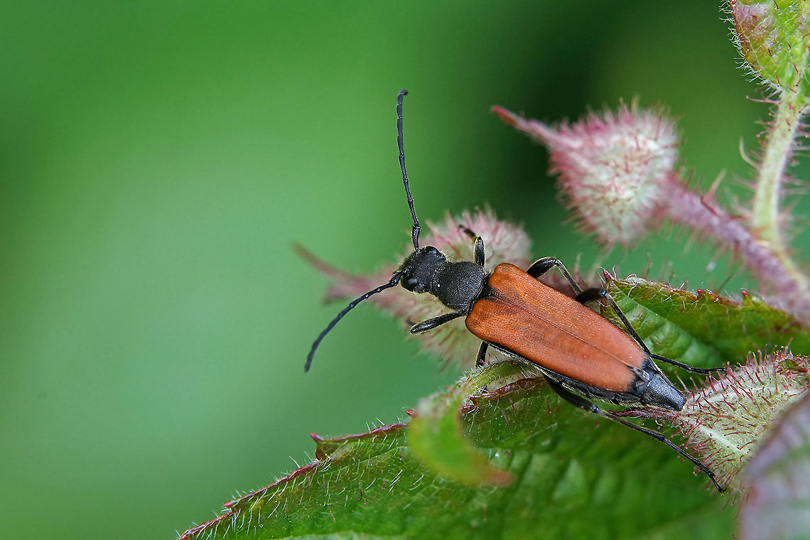 Anastrangalia dubia (Scopoli, 1763) 14 mm long, female Anastrangalia dubia,France,Geotagged,Spring