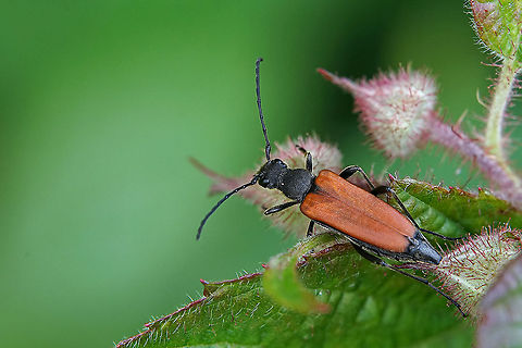 Anastrangalia dubia (Scopoli, 1763) 14 mm long, female Anastrangalia dubia,France,Geotagged,Spring