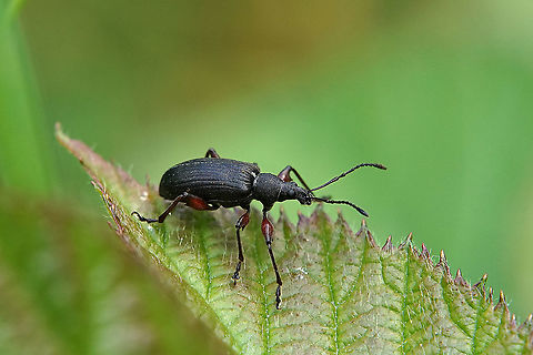 Phyllobius glaucus (Scopoli, 1763) 9 mm long France,Geotagged,Phyllobius glaucus,Spring