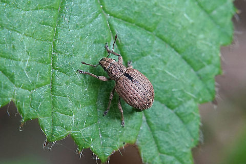 Strophosoma melanogrammum (Forster, 1771) 5 mm long France,Geotagged,Spring,Strophosoma melanogrammum