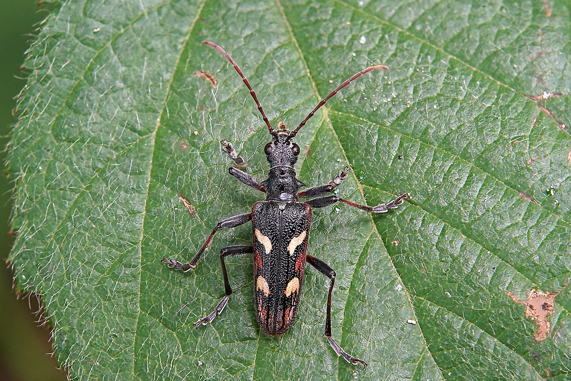 Rhagium bifasciatum Fabricius, 1775 18 mm long France,Geotagged,Rhagium bifasciatum,Spring,Two-banded longhorn beetle