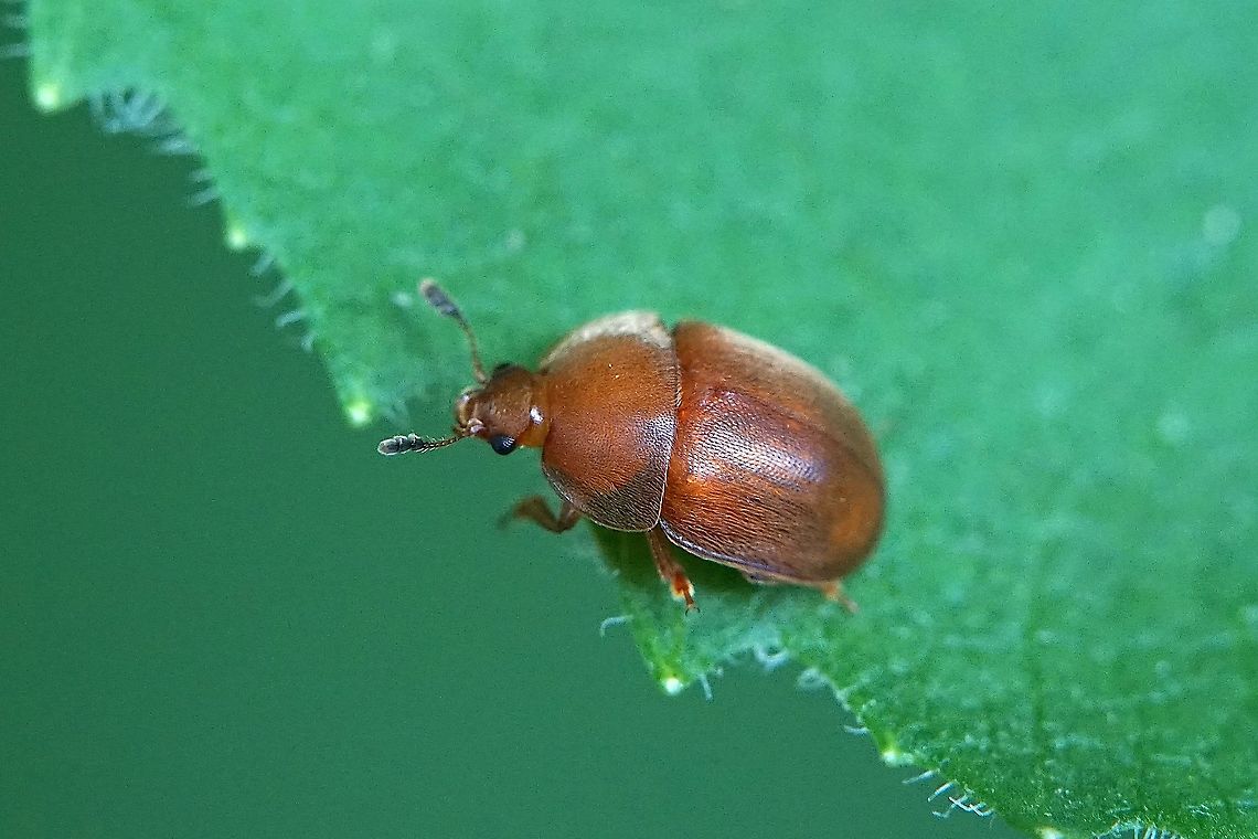 Cychramus luteus (Fabricius, 1787) 4 mm long small cute red Nitidulidae Cychramus luteus,France,Geotagged,Spring