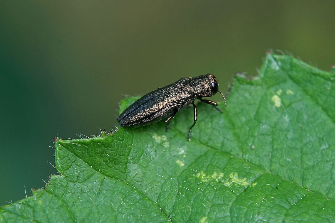 Agrilus sp. 7 mm long Agrilus species France,Geotagged,Summer