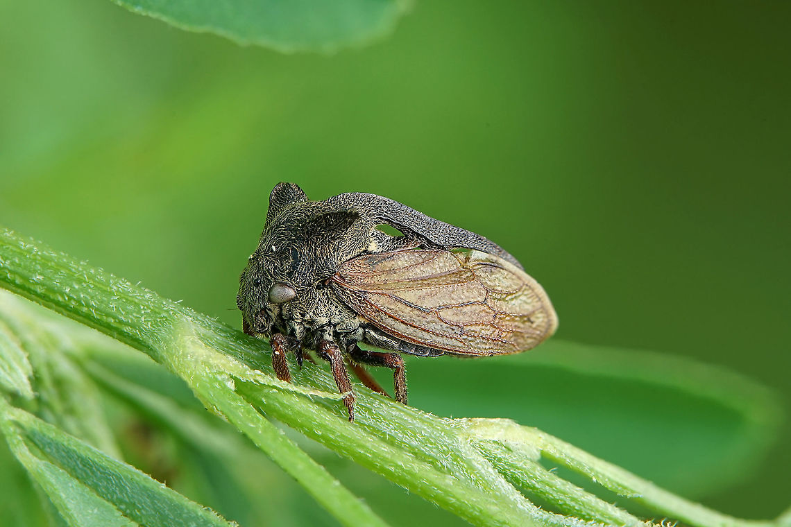 Centrotus cornutus (Linnaeus, 1758) 8 mm long Centrotus cornutus,France,Geotagged,Summer