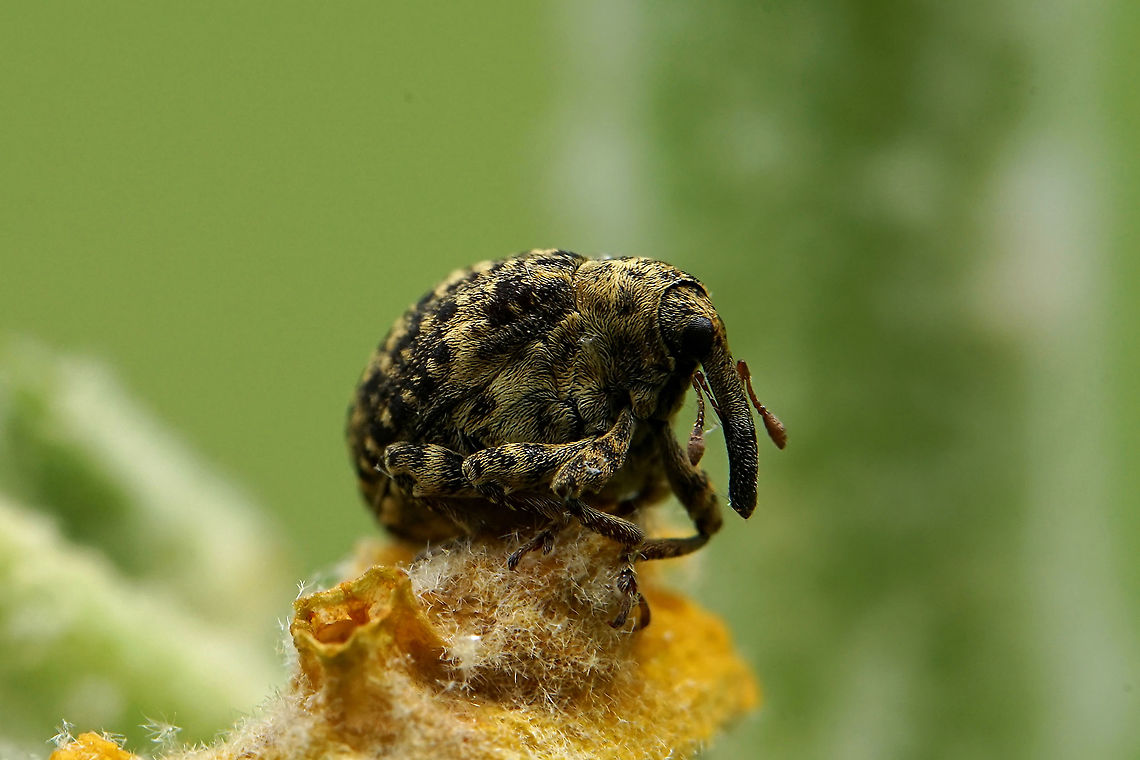 Cionus sp. 4 mm long France,Geotagged,Summer