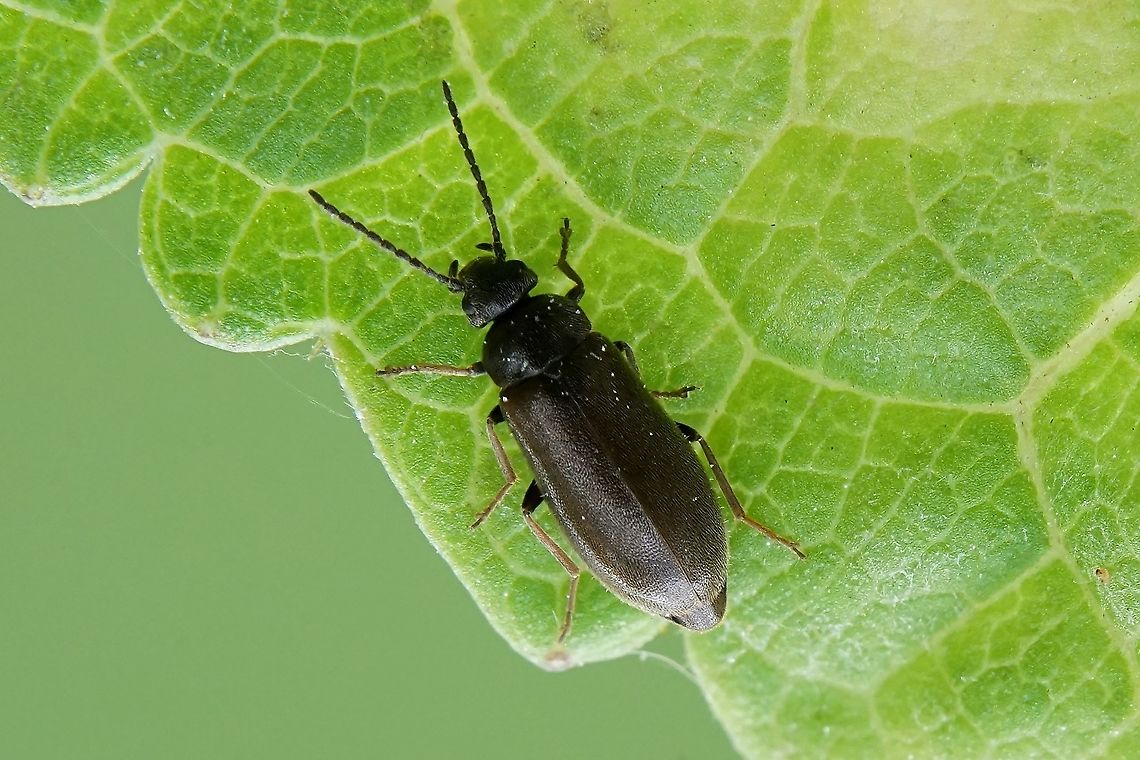 Scraptia dubia Olivier, 1790 5 mm long France,Geotagged,Scraptia dubia,Summer