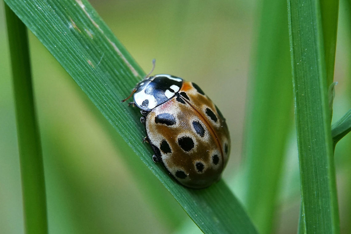 Anatis ocellata (Linnaeus, 1758) 9 mm long brown colored ladybug Anatis ocellata,Eyed Ladybird,France,Geotagged,Summer