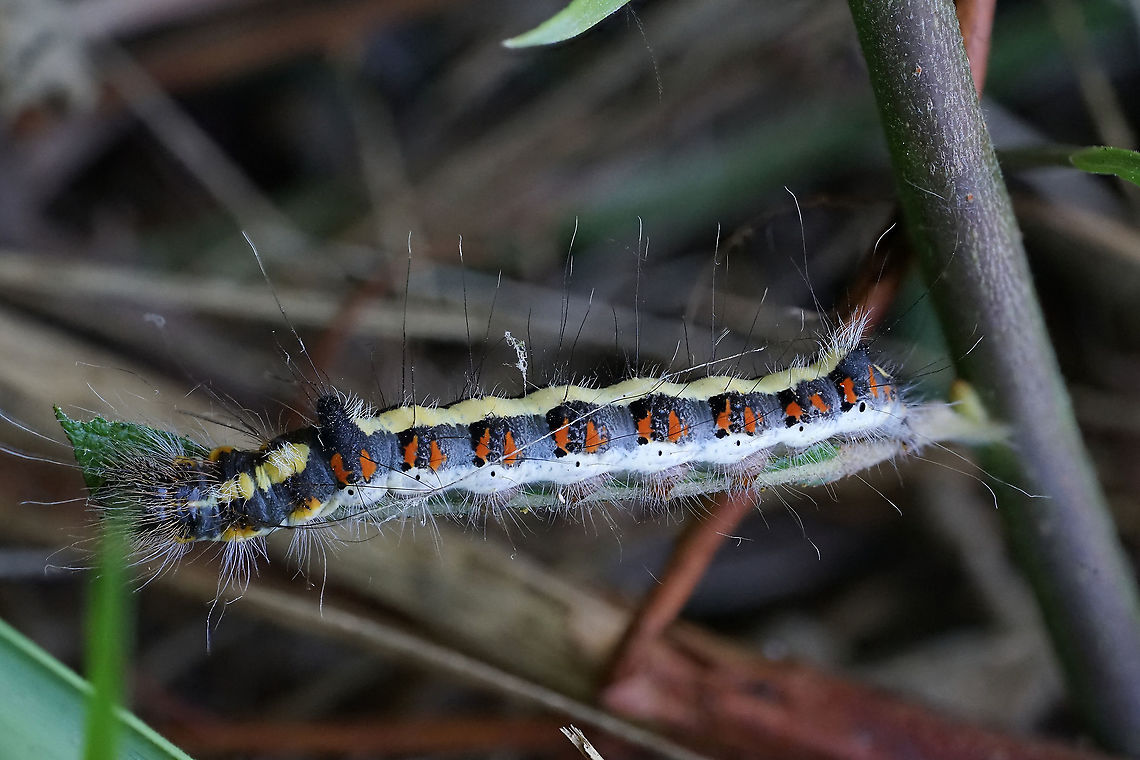 Acronicta (Triaena) psi (Linnaeus, 1758) 40 mm long carterpillar much more colorful than the imago Acronicta psi,France,Geotagged,Grey Dagger,Summer