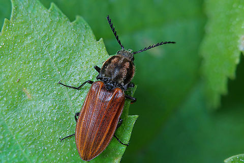 Anostirus purpureus (Poda, 1761) 15 mm long Anostirus purpureus,France,Geotagged,Summer,elateridae