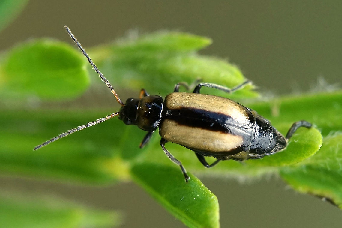 Calomicrus circumfusus (Marsham, 1802) 4.5 mm long, on Cytisus Calomicrus circumfusus,France,Geotagged,Summer