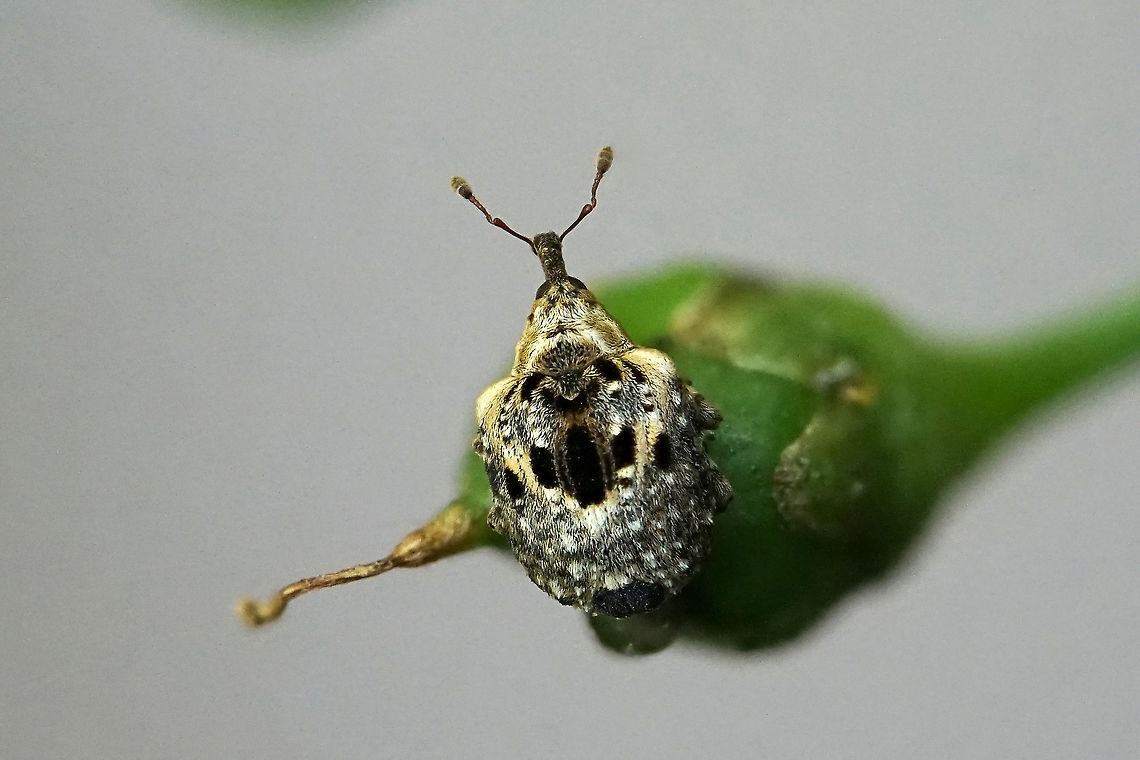 Cionus alauda (Herbst, 1784) 3 mm long, on Scrophularia capsule Cionus alauda,France,Geotagged,Summer