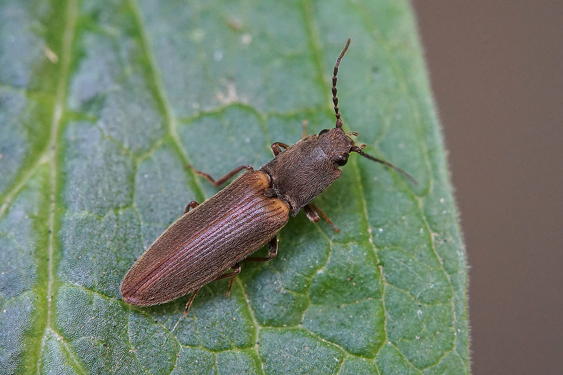 Athous herbigradus Reitter, 1905 13 mm long Elateridae.<br />
Finally determined as Athous herbigradus by H. Brustel (MNHN) Athous herbigradus,France,Geotagged,Summer