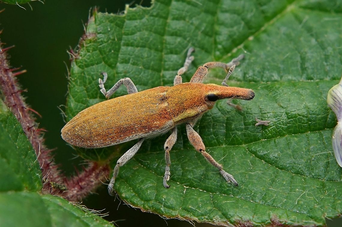 Lixus bardanae (Fabricius, 1787) 12 mm long without rostrum France,Geotagged,Lixus bardanae,Summer