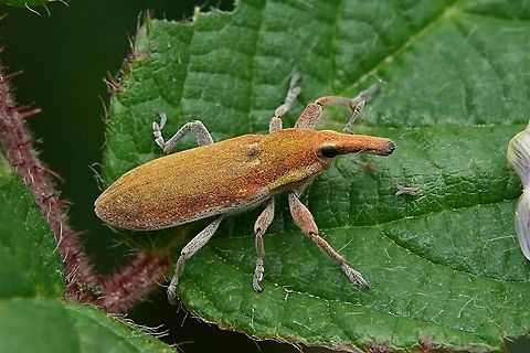Lixus bardanae (Fabricius, 1787) 12 mm long without rostrum France,Geotagged,Lixus bardanae,Summer