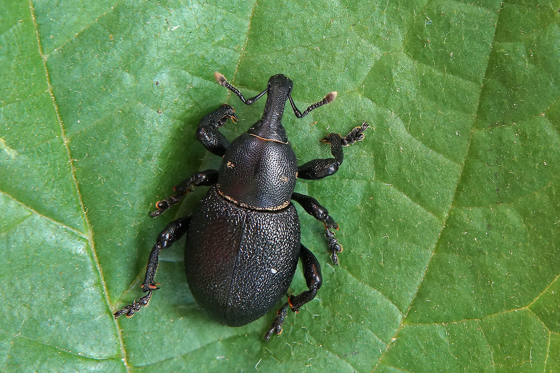 Liparus coronatus (Goeze, 1777) 12 mm long without rostrum France,Geotagged,Liparus coronatus,Summer