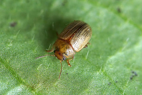 Gonioctena olivacea (Forster, 1771) 4 mm long, found on Cytisus sp. France,Geotagged,Gonioctena olivacea,Summer