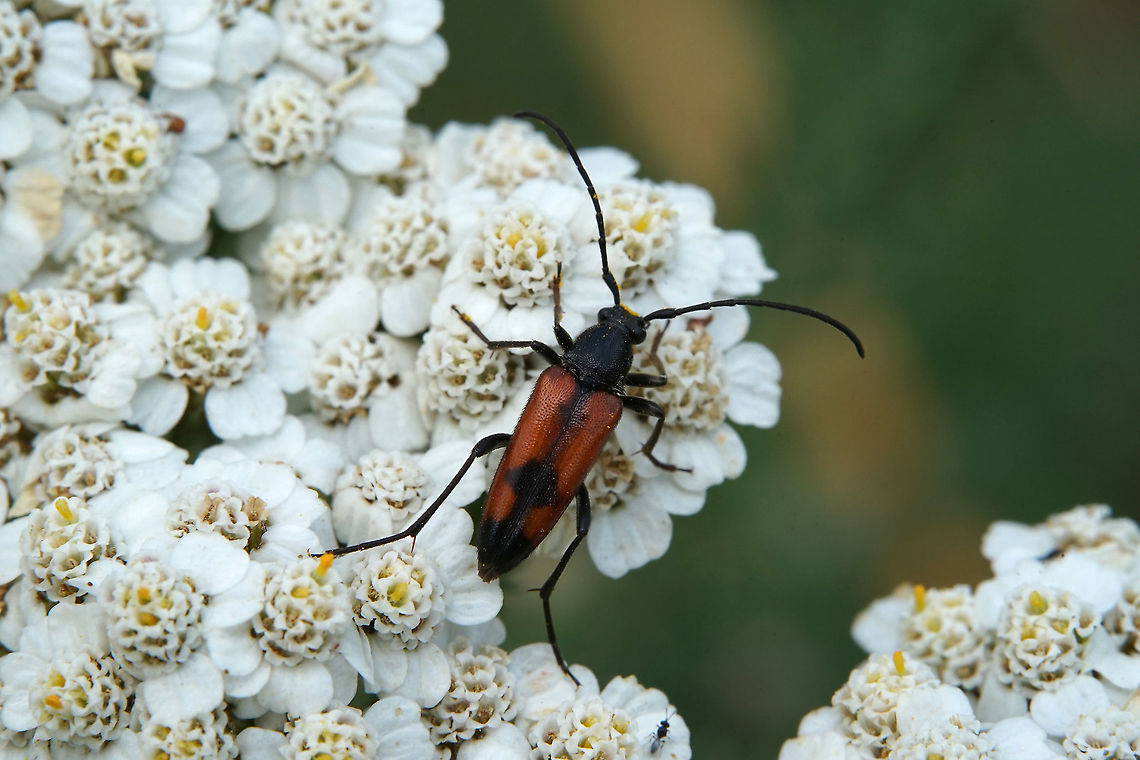 Stenurella bifasciata (M&uuml;ller, 1776) 10 mm long France,Geotagged,Stenurella bifasciata,Summer