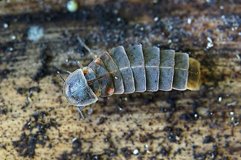 Lampyris noctiluca (Linnaeus, 1758) 18 mm long
Initially, I've identified this species as Lampyris raymondi but finally it has been identified by the French MNHN (National Museum of Natural History) beetle specialist H. Brustel. France,Geotagged,Lampyris noctiluca,Lampyris raymondi,Summer