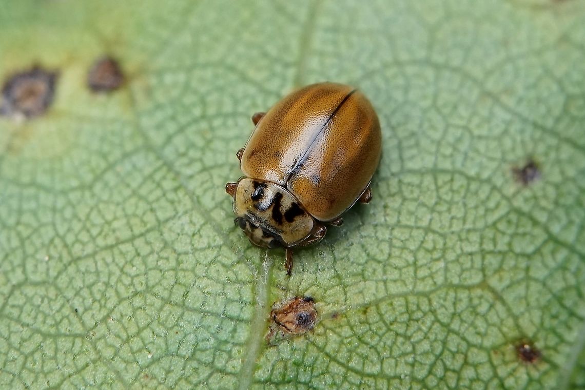 Aphidecta obliterata (Linnaeus, 1758) 4 mm long Aphidecta obliterata,France,Geotagged,Summer