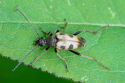 Pachytodes cerambyciformis (Schrank, 1781) 14 mm long France,Geotagged,Pachytodes cerambyciformis,Summer