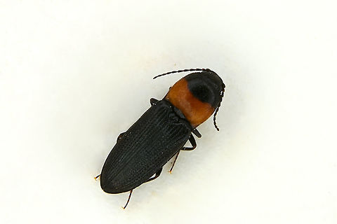 Cardiophorus ruficollis