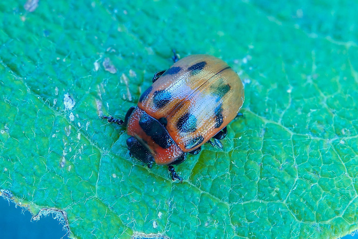 Gonioctena viminalis (Linnaeus, 1758) 5 mm long, on Salix caprea France,Geotagged,Gonioctena viminalis,Summer