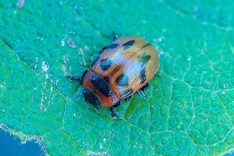 Gonioctena viminalis (Linnaeus, 1758) 5 mm long, on Salix caprea France,Geotagged,Gonioctena viminalis,Summer