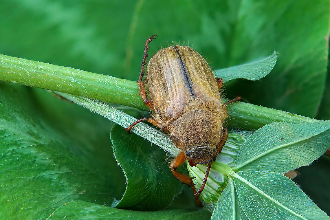 Amphimallon solstitiale (Linnaeus, 1758) 18 mm long, sleeping on alfalfa Amphimallon solstitiale,European June Beetle,France,Geotagged,Summer