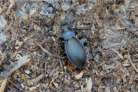 Carabus violaceus purpurascens Fabricius, 1787 23 mm long Carabus violaceus,France,Geotagged,Summer,Violet ground beetle