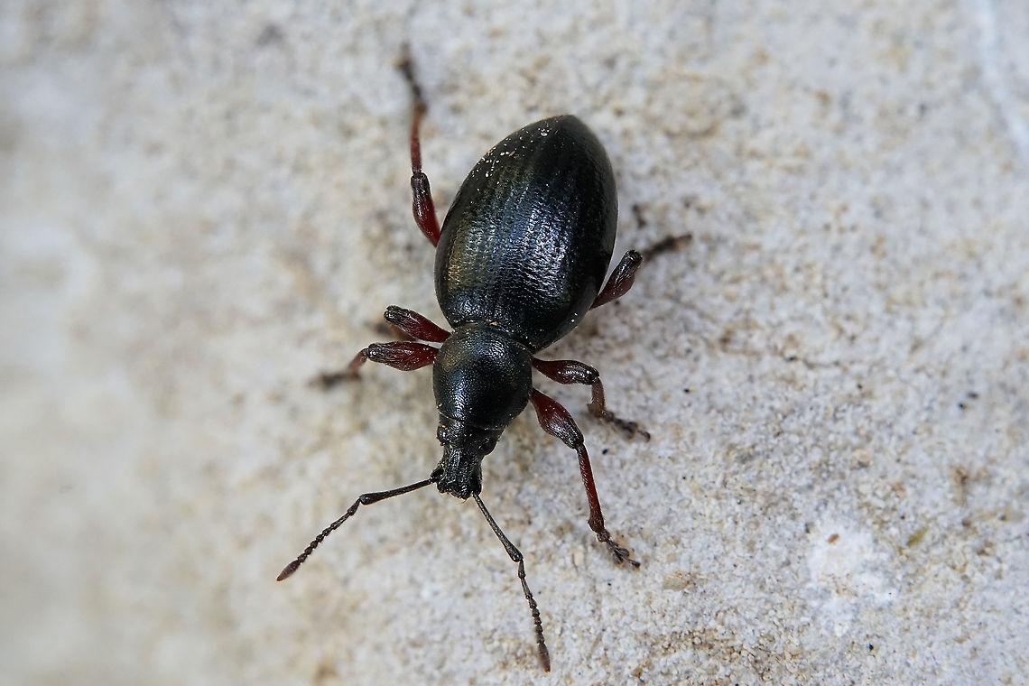 Otiorhynchus fagi Gyllenhal, 1834 10 mm long ;  this species has been ressurrected recently (2019).<br />
New synonyms are:<br />
O. tenebricosus, O. sanguinipes, O. erythopus, O. waltoni, O. fuscipes heynei etc... France,Geotagged,Otiorhynchus fagi,Summer