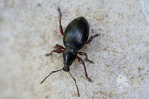 Otiorhynchus fagi Gyllenhal, 1834 10 mm long ;  this species has been ressurrected recently (2019).
New synonyms are:
O. tenebricosus, O. sanguinipes, O. erythopus, O. waltoni, O. fuscipes heynei etc... France,Geotagged,Otiorhynchus fagi,Summer