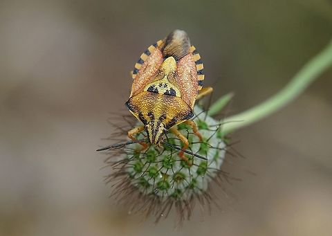 Carpocoris pudicus (Poda, 1761) 11 mm long Carpocoris pudicus,France,Geotagged,Summer