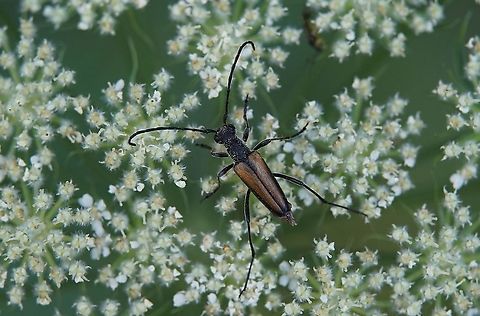 Anastrangalia dubia (Scopoli,_1763) 10 mm long, male Anastrangalia dubia,France,Geotagged,Summer