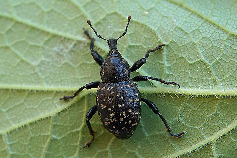 Liparus germanus (Linnaeus, 1758) 14 mm long excluding rostrum, on Heracleum France,Geotagged,Liparus germanus,Summer