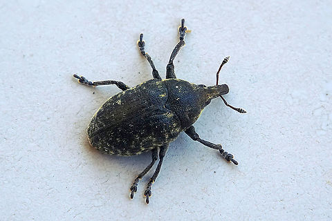 Larinus turbinatus Gyllenhal, 1835 7 mm long excluding rostrum France,Geotagged,Larinus turbinatus,Summer