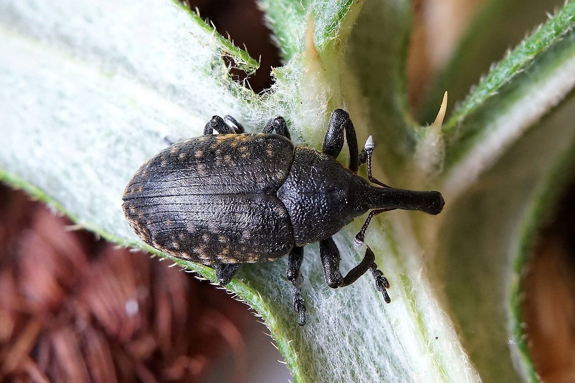 Larinus sturnus (Schaller, 1873) 10.5 mm long excluding rostrum France,Geotagged,Larinus sturnus,Summer