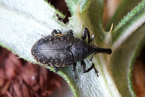 Larinus sturnus (Schaller, 1873) 10.5 mm long excluding rostrum France,Geotagged,Larinus sturnus,Summer