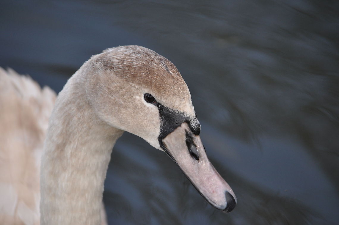 Ugly duckling Only surviving cygnet from last years brood Cygnus olor,Ducks,Flightless birds,Mute Swan