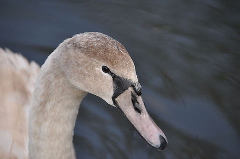 Ugly duckling Only surviving cygnet from last years brood Cygnus olor,Ducks,Flightless birds,Mute Swan