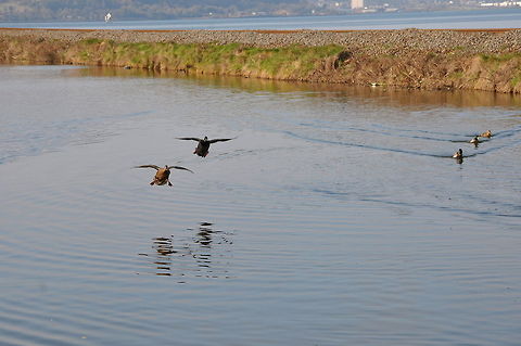 Ducks incoming for food 1 Someone said food Anas platyrhynchos,Ducks,Mallard